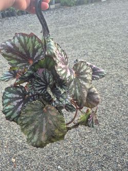 Begonia Plant 8" Pot 