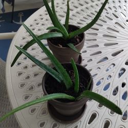 Aloe Vera Plant