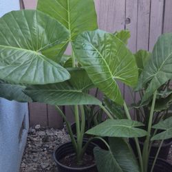 Plantas 