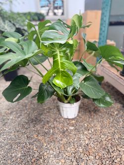 Swiss Cheese Plant