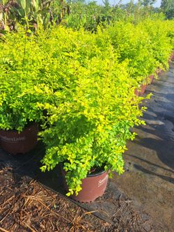 Sunshine Ligustrum