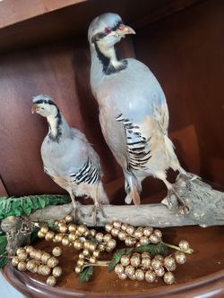 Chukar Birds Mounts