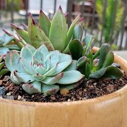 Succulents In Decorative Wooden Pots