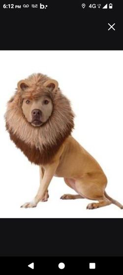 Dog Costume