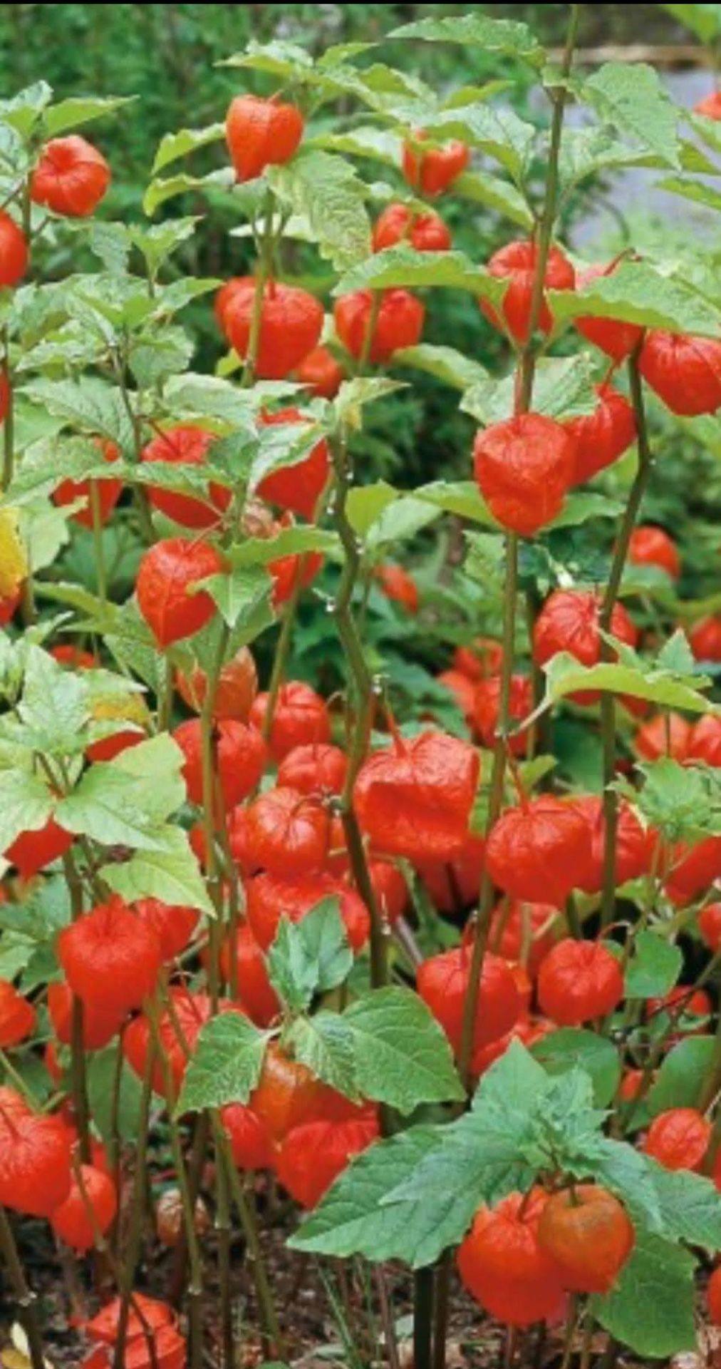 Physalis Chinese lanterns Perennial Plants.