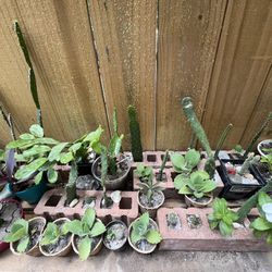 Plants For Sell