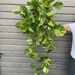 8” hawaiian pothos