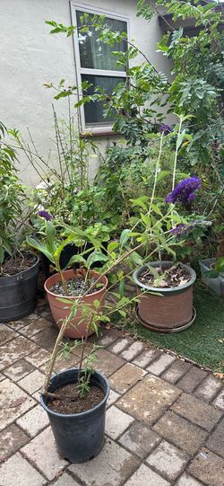 Butterfly bush
