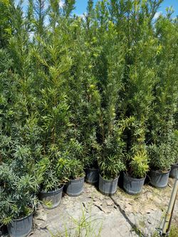 Podocarpus over 5 to 7 feet tall instant privacy hedge for fence minimum qty 50+