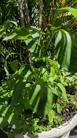 Organic green pepper plants for sale