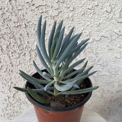 6 Inch Pot Succulent Plant - Blue Fingers - Curio Talinoides - Rooted & Established - Drought Resistant 🪴