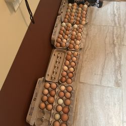 Fresh Organic Eggs 