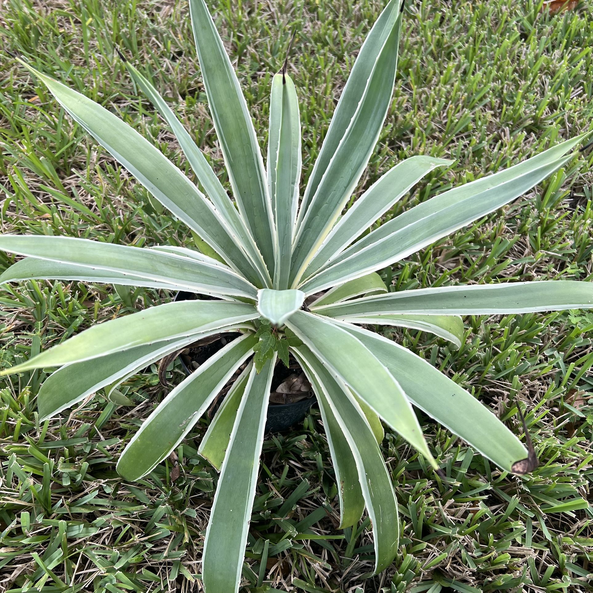 🌵 Caribbean Agave – 20” Tall & Wide – Potted & Ready to Plant! 🪴