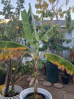 Banana Plant