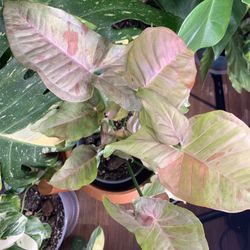 Syngonium Double Pink Spot Variegation 