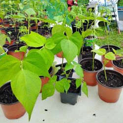  Vegetable Plants Homegrown 