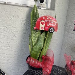 Valentine’s Gift Snake Plant 