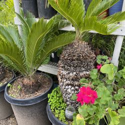 Sago palm
