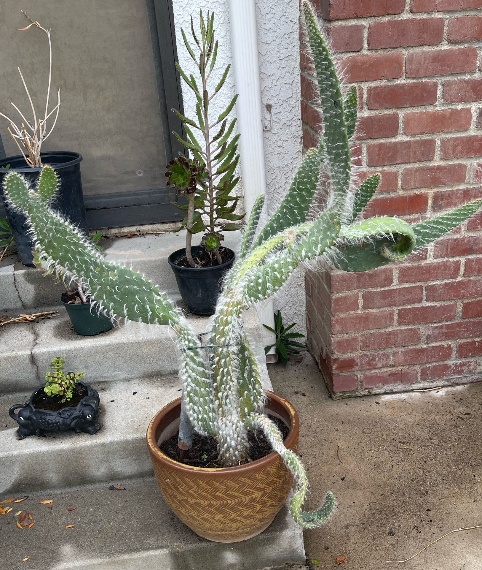Cactus Plant 