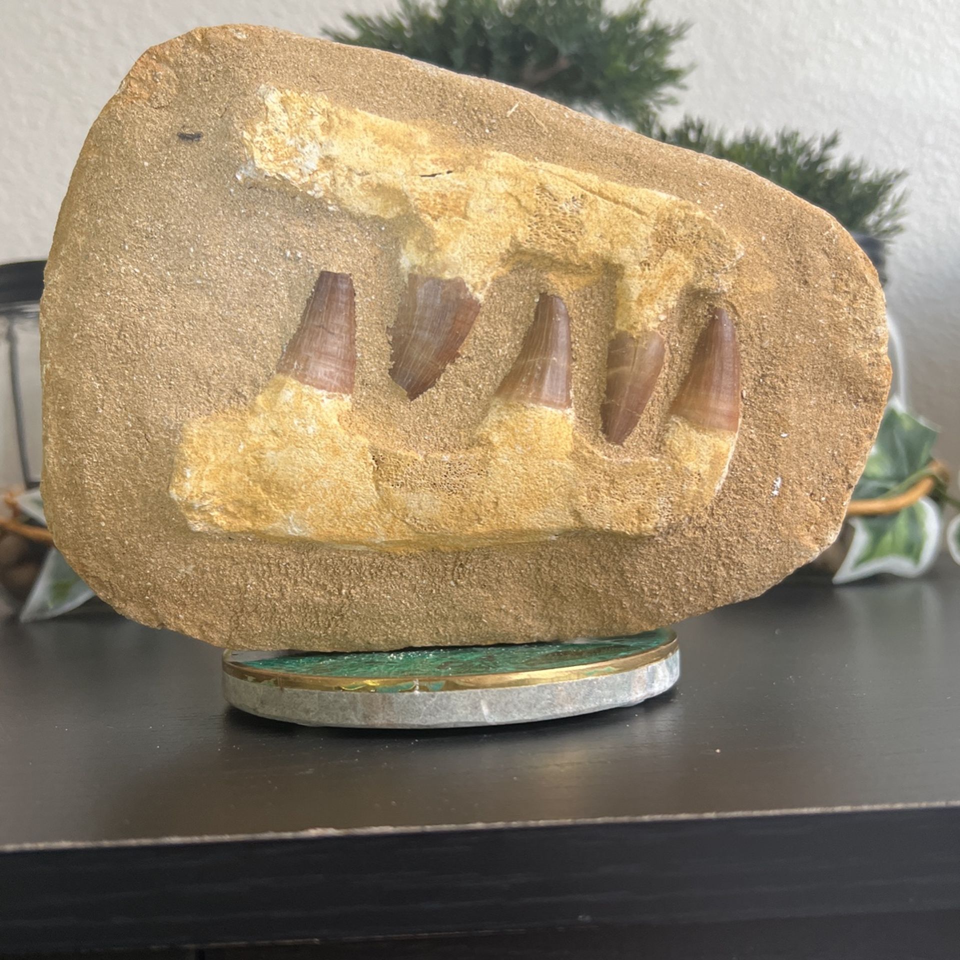 65 Million Year Old Mosasaurus Teeth Fossil From Morocco $40