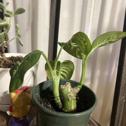 Dieffenbachia Plant Cuttings 