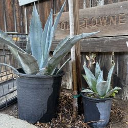 Maguey /agave/ Century Plant 