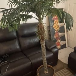 Palm Tree 