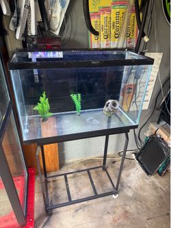 29 gallon fish tank