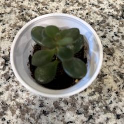 Jade Cutting