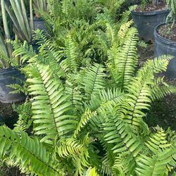 Fern Plants $15.00 🌿🌿