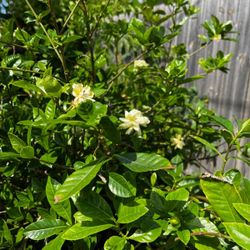 Gardenia