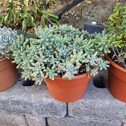 Succulents In 10" Color Pots For $10