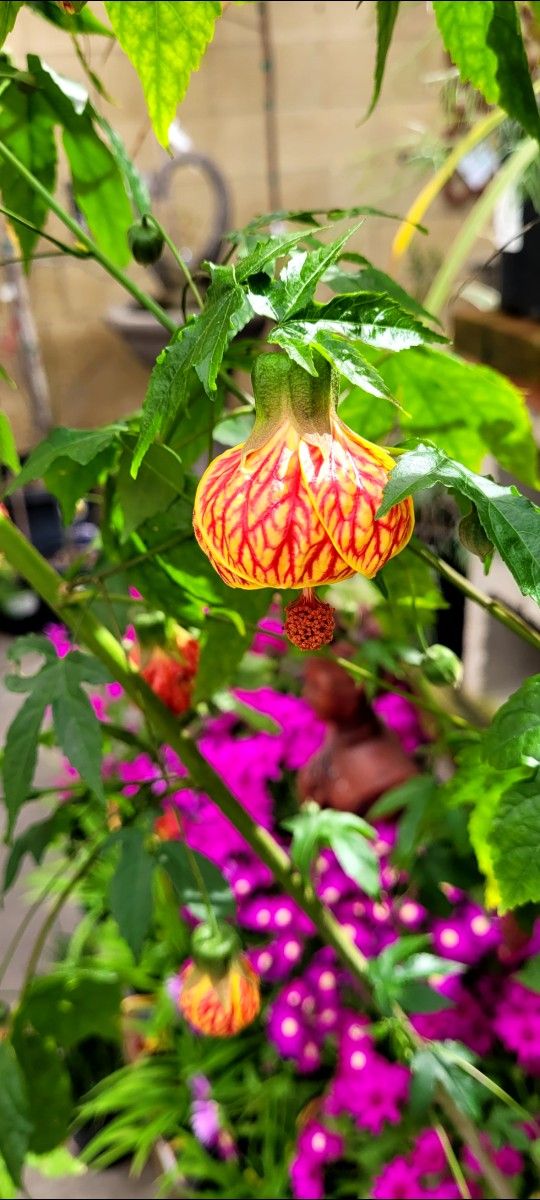 Tigers Eye Abutilon 