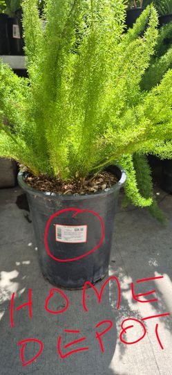 " MINE IS ONLY $18.00 EACH" 5 GALLON HEALTHY FERN MYERS FOXTAIL PLANT