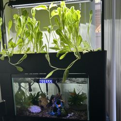 Aquaponic System 