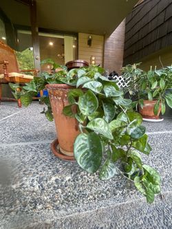 Large Mature Hoya 'Krinkle 8' in Aged Terracotta Pot (15" Pot Height)