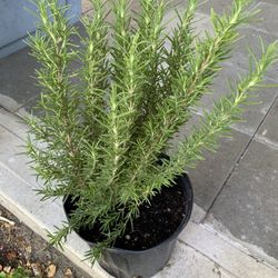 Outdoor Rosmery 