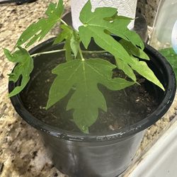 Papaya Plant $10