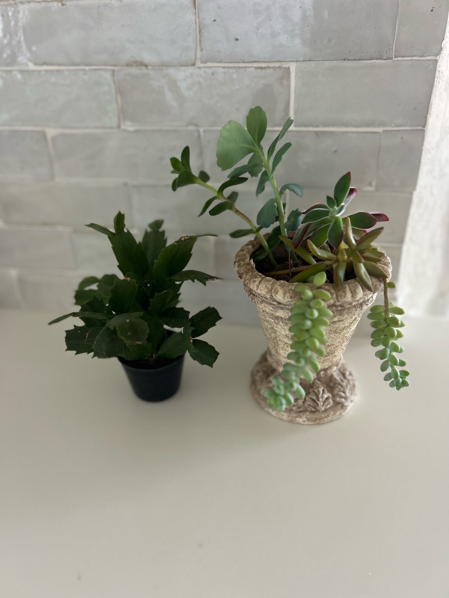 2 succulent plants