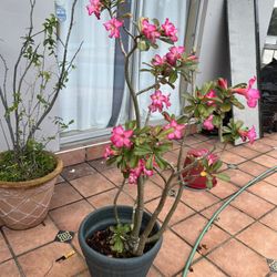 Plants With A Pots 