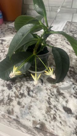 Hoya Multiflora w/peduncle