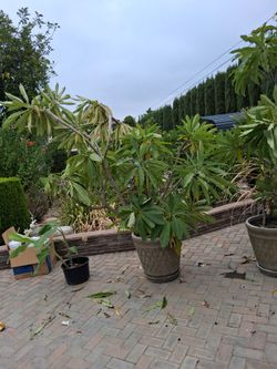 Plumeria big