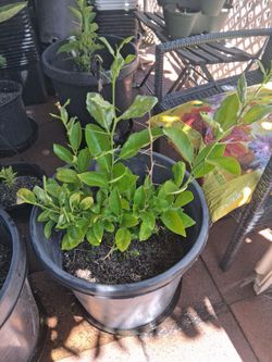 Citrus trees lemon and orange plants