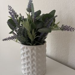 Lavender Plant 