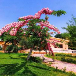 LIVE PLANT 3ft Pink Cassia javanica Nodosa  - Beresah - Bereksa - Apple blossom