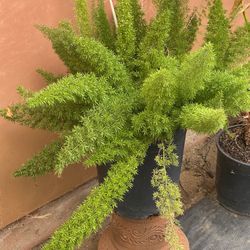Fern