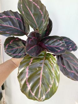 Plants (4”pot🌿Calathea Dottie )