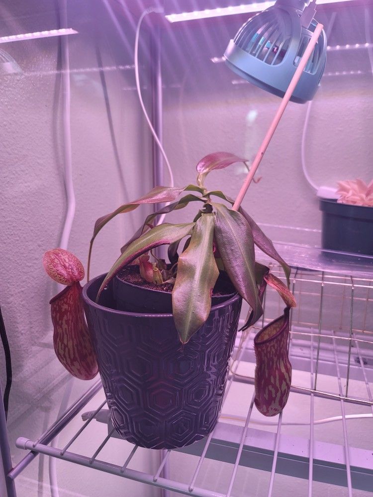 Nepenthes St. Gaya Pitcher Plant With Props