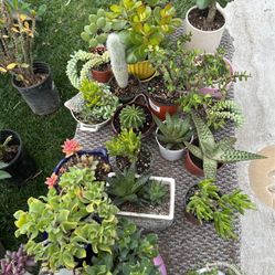 Small Plants