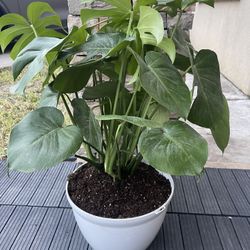 Plant Monstera Big Size
